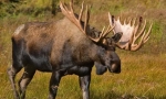 Elk